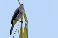 Pycnonotus cyaniventris